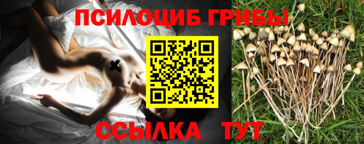 Галлюциногенные грибы прущие грибы  Вход с VPN  Томск  Галлюциногенные грибы Psilocybe 